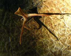 Sidymella longipes